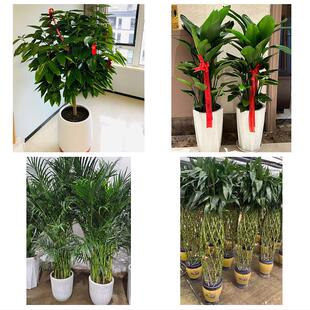 延安市洛川县宜川黄龙黄陵县花卉店同城配送开业绿植发财树幸福树