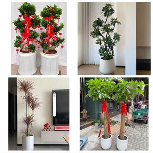 送甘孜州康定市泸定县丹巴县同城绿植店送发财树幸福树开业入新居