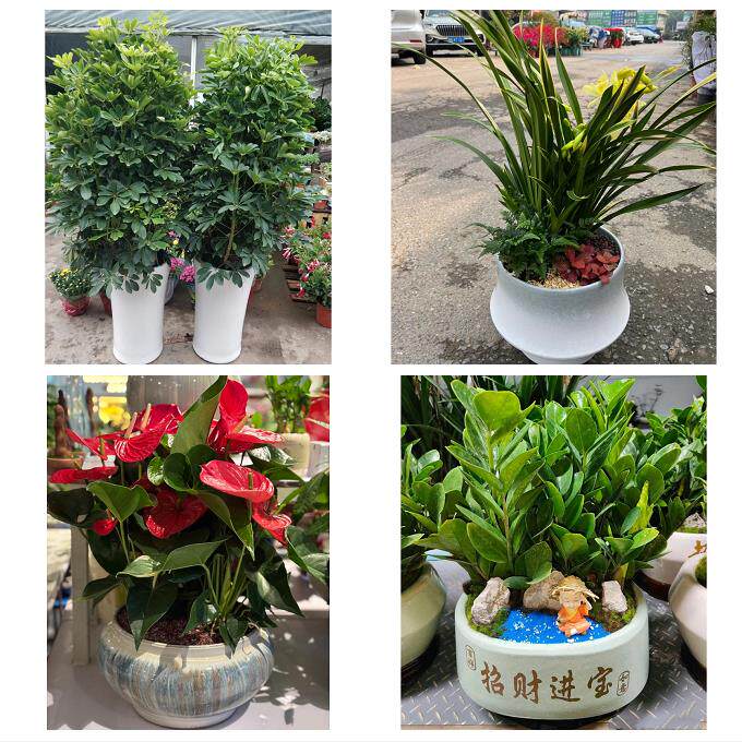 开业乔迁绿植发财树绿萝福州晋安区闽侯连江罗源闽清同城花店配送