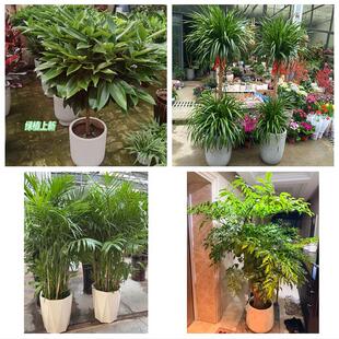 送六安市金安区裕安区叶集区同城绿植花店公司开业送发财树金钱树