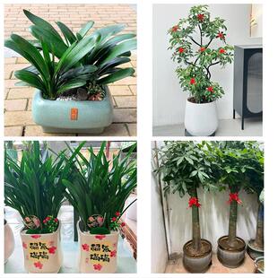 湛江遂溪徐闻县廉江雷州吴川花卉店同城配送开业绿植发财树幸福树