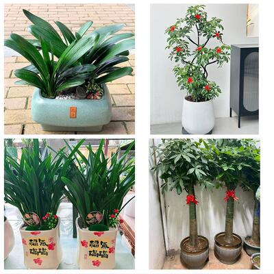 湛江遂溪徐闻县廉江雷州吴川花卉店同城配送开业绿植发财树幸福树