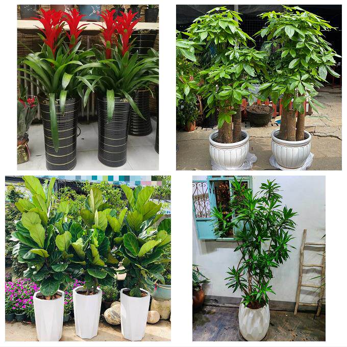 北京市房山区东风迎风星城街同城绿植店送发财树幸福树开业入新居
