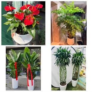 大连市长海县瓦房店市庄河市同城绿植花店公司开业送发财树金钱树