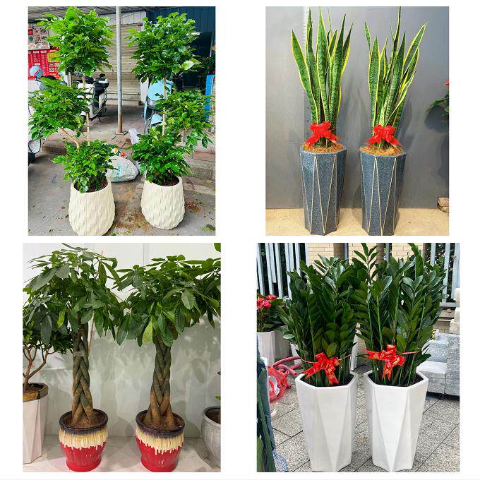 淄博市周村区桓台高青沂源县同城绿植店送发财树幸福树开业入新居