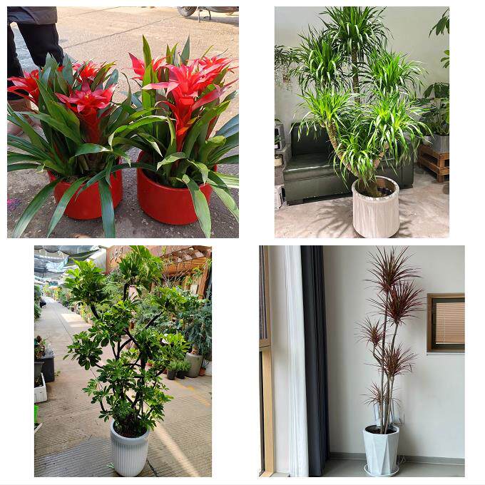 开业乔迁绿植发财树绿萝宜昌市五峰县宜都当阳枝江市同城花店配送