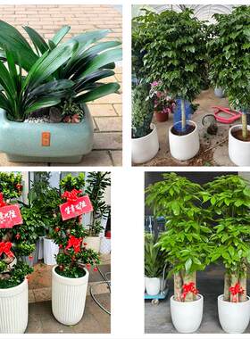 送衢州市开化县龙游县江山市花卉店同城配送开业绿植发财树幸福树