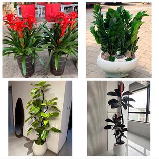 庆阳市合水正宁县宁县镇原县花卉店同城配送开业绿植发财树幸福树