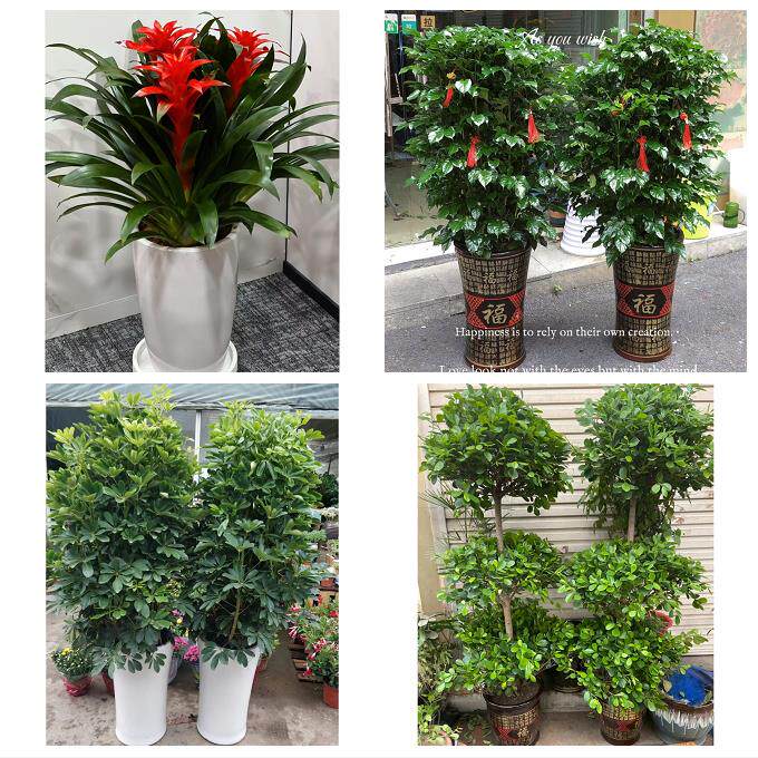 开业乔迁绿植发财树绿萝滁州市定远凤阳县天长明光市同城花店配送