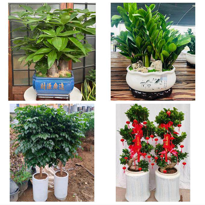郑州市中原区二七管城金水区同城绿植店送发财树幸福树开业入新居