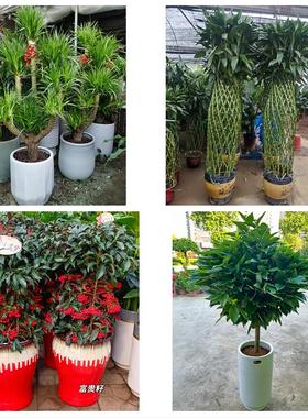 送徐州市鼓楼区云龙区贾汪区同城花店送开业乔迁绿植发财树幸福树