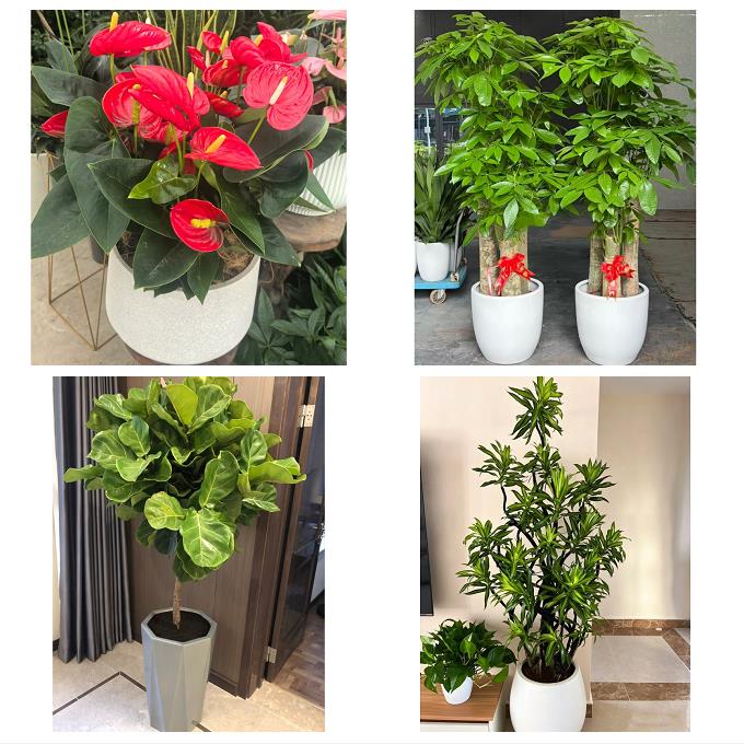 送贵阳市息烽县修文县清镇市花卉店同城配送开业绿植发财树幸福树 - 实物图