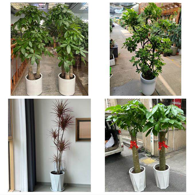 开业乔迁绿植发财树绿萝榆林市佳县吴堡县清涧子洲县同城花店配送