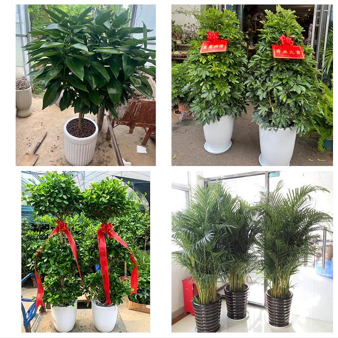 宜昌市西陵区伍家岗区点军区绿植店同城配送公司开业发财树绿萝柱