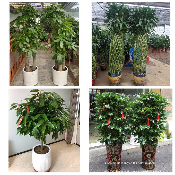 开业乔迁绿植发财树绿萝天水市甘谷县武山县张家川县同城花店配送