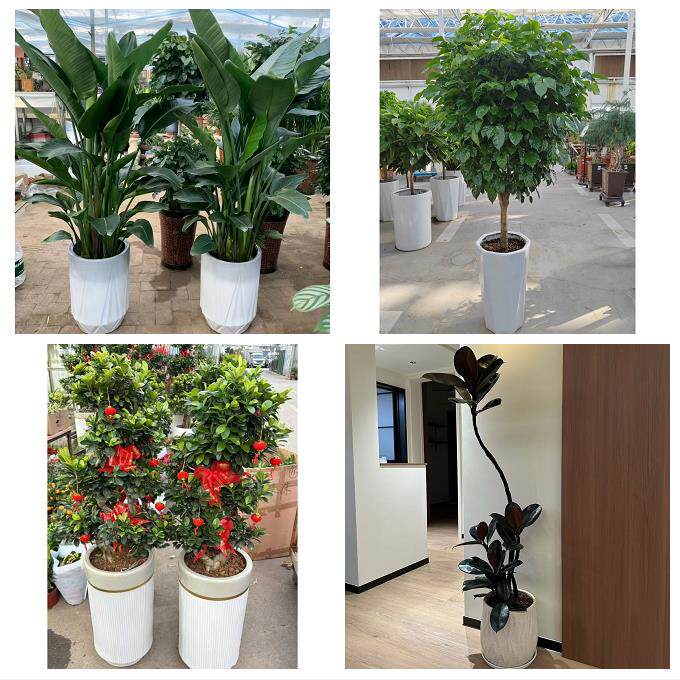 开业乔迁绿植发财树绿萝上海市普陀区长风新村长寿路同城花店配送