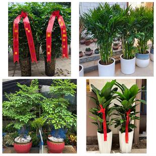 张家口市怀安怀来涿鹿赤城县花卉店同城配送开业绿植发财树幸福树