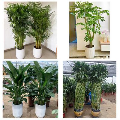开业乔迁绿植发财树绿萝三门峡市卢氏县义马市灵宝市同城花店配送