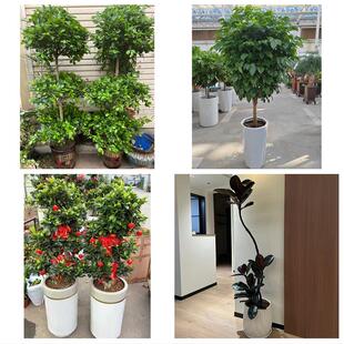 开业乔迁绿植发财树绿萝洛阳市栾川县嵩县汝阳宜阳县同城花店配送