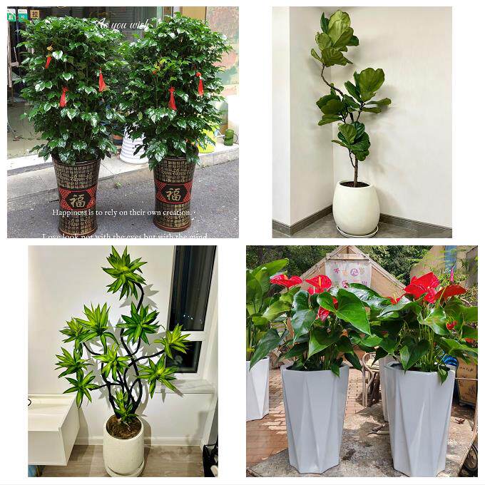 开业乔迁绿植发财树绿萝芜湖市芜湖县繁昌南陵无为县同城花店配送