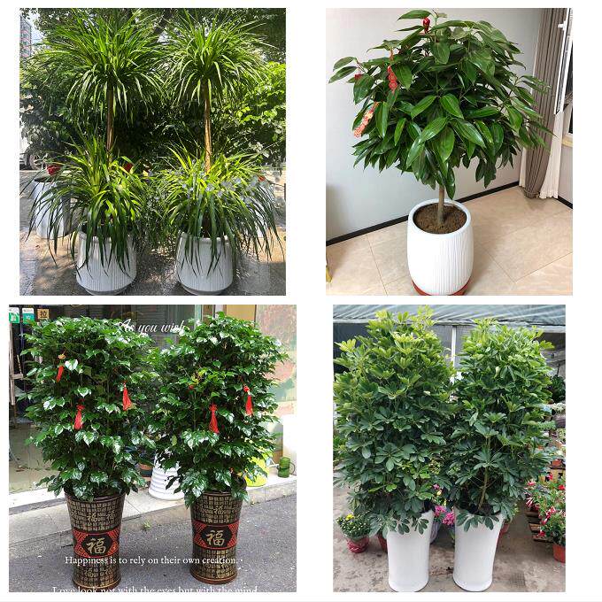 开业乔迁绿植发财树绿萝衡水市桃城区枣强武邑武强县同城花店配送
