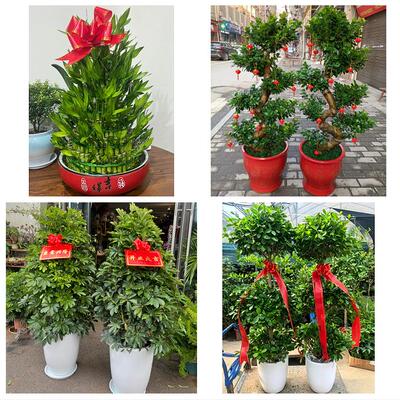 河池市巴马都安大化县宜州市绿植店同城配送公司开业发财树绿萝柱
