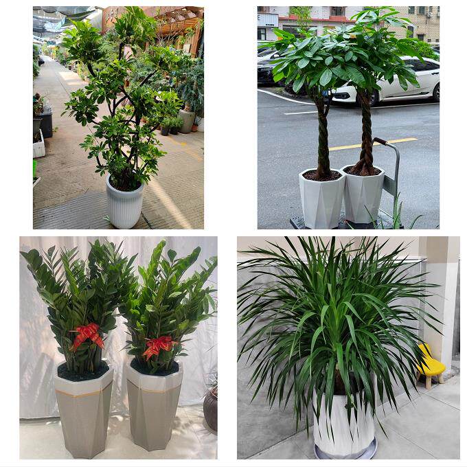 开业乔迁绿植发财树绿萝北京市房山区东风迎风星城街同城花店配送