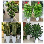 开业乔迁绿植发财树绿萝北京海淀区马连洼田村路上地同城花店配送