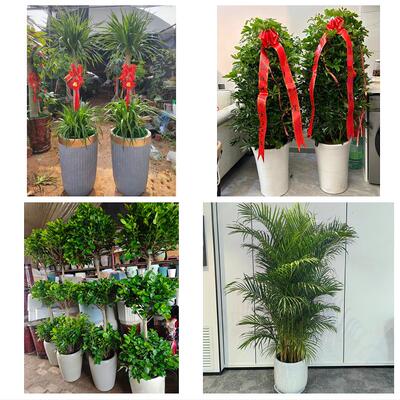 鞍山市铁东铁西立山区千山区同城绿植店送发财树幸福树开业入新居