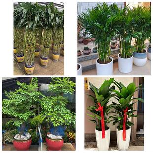南阳市宛城卧龙区南召方城县花卉店同城配送开业绿植发财树幸福树