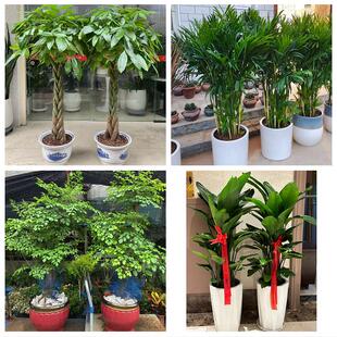 泉州市金门县石狮晋江南安市花卉店同城配送开业绿植发财树幸福树
