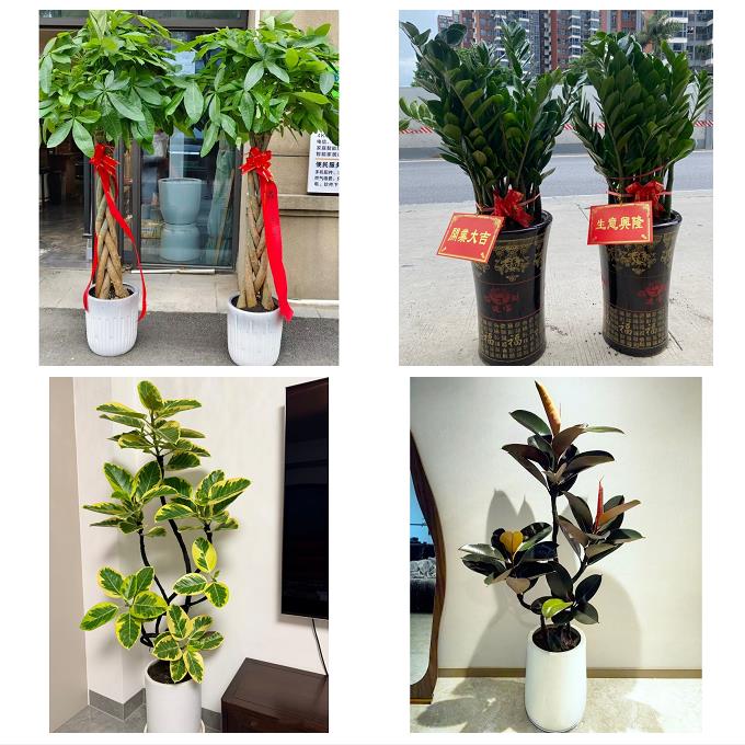 送内江市市中区东兴区威远县同城绿植花店公司开业送发财树金钱树