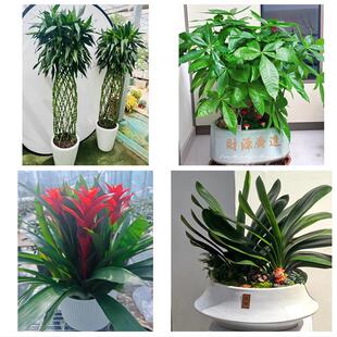 马鞍山市博望区花山区雨山区同城绿植花店公司开业送发财树金钱树