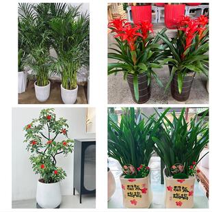 枣庄市台儿庄区山亭区滕州市花卉店同城配送开业绿植发财树幸福树