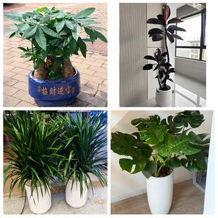 湛江市赤坎霞山区坡头麻章区花卉店同城配送开业绿植发财树幸福树