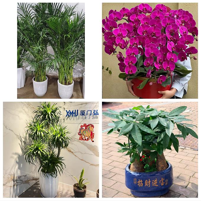 抚州市溪县资溪县东乡广昌县花卉店同城配送开业绿植发财树幸福树