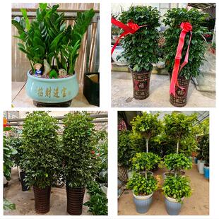 送松原市长岭县乾安县扶余市同城绿植花店公司开业送发财树金钱树