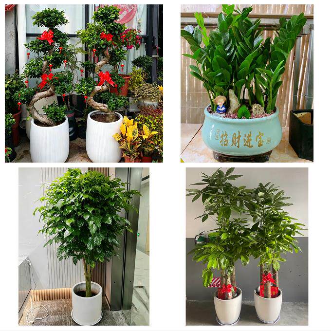 邯郸市磁县邱县鸡泽县广平县同城绿植花店公司开业送发财树金钱树 - 实物图