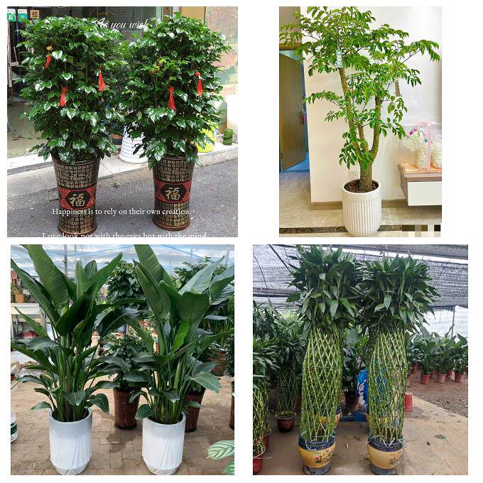 开业乔迁绿植发财树绿萝嘉兴市南湖秀洲区嘉善海盐县同城花店配送