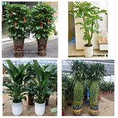 开业乔迁绿植发财树绿萝嘉兴市南湖秀洲区嘉善海盐县同城花店配送