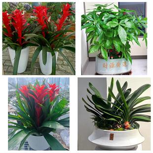 延安市洛川县宜川黄龙黄陵县同城绿植花店公司开业送发财树金钱树