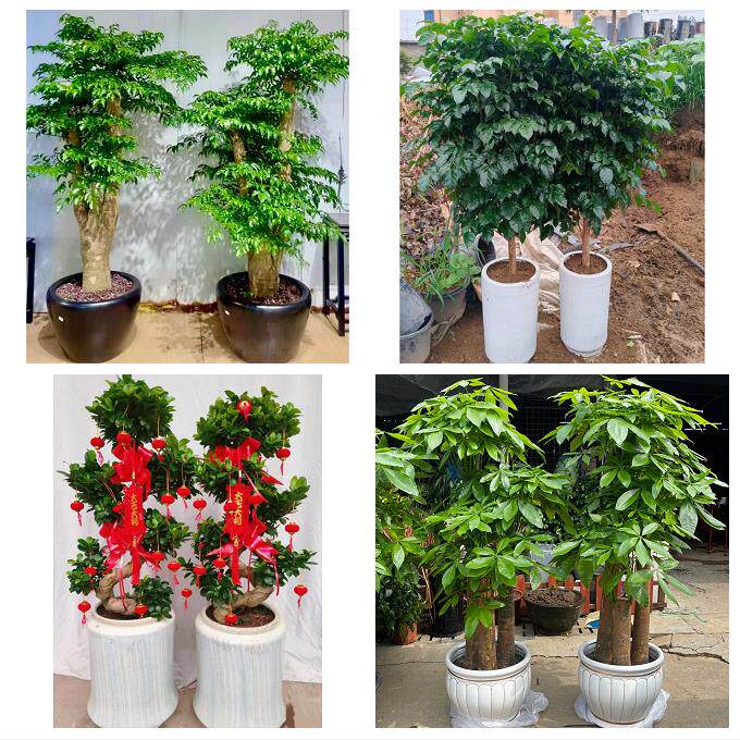 送徐州市鼓楼区云龙区贾汪区同城绿植店送发财树幸福树开业入新居