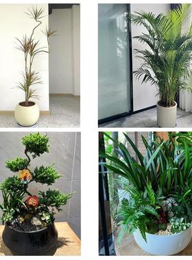 吕梁市离石区文水交城县兴县同城花店送开业乔迁绿植发财树幸福树