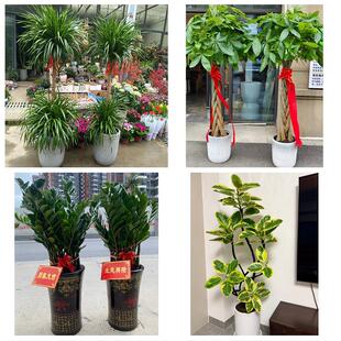 长治市城区郊区长治县襄垣县同城绿植花店公司开业送发财树金钱树