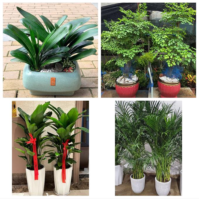 唐山市乐亭迁西玉田县唐海县花卉店同城配送开业绿植发财树幸福树