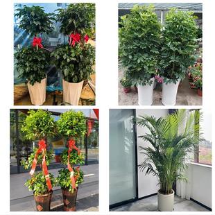 上海长宁区程家桥北新泾新泾同城花店送开业乔迁绿植发财树幸福树