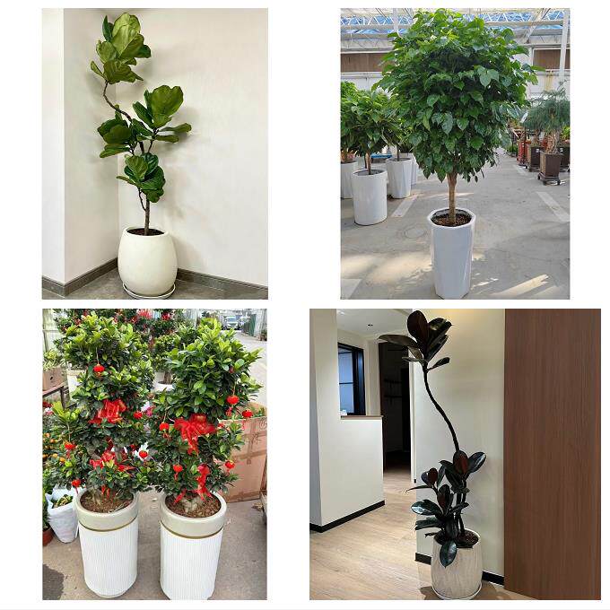 开业乔迁绿植发财树绿萝送广安市武胜县邻水县华蓥市同城花店配送