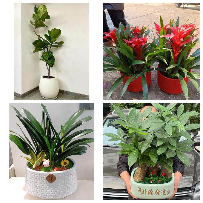 开业乔迁绿植发财树绿萝南充南部营山蓬安仪陇西充县同城花店配送