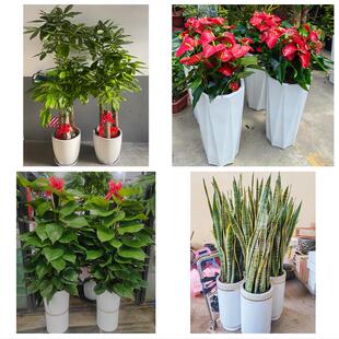 送扬州市广陵区邗江区江都区同城绿植花店公司开业送发财树金钱树