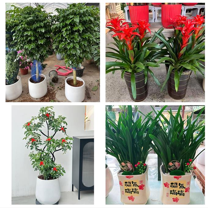 中卫市沙坡头区中宁县海原县花卉店同城配送开业绿植发财树幸福树